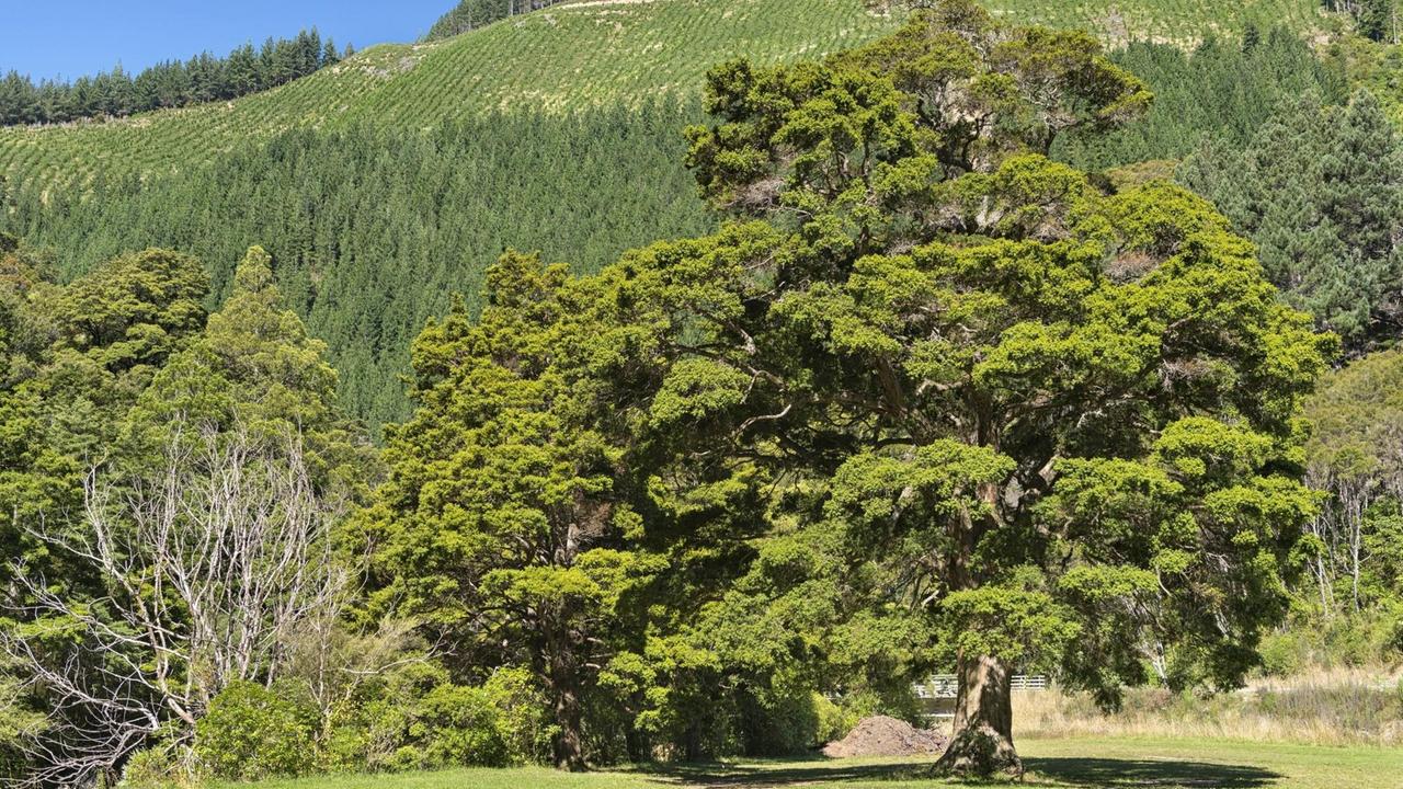 Totara-Baum in Neuseeland.