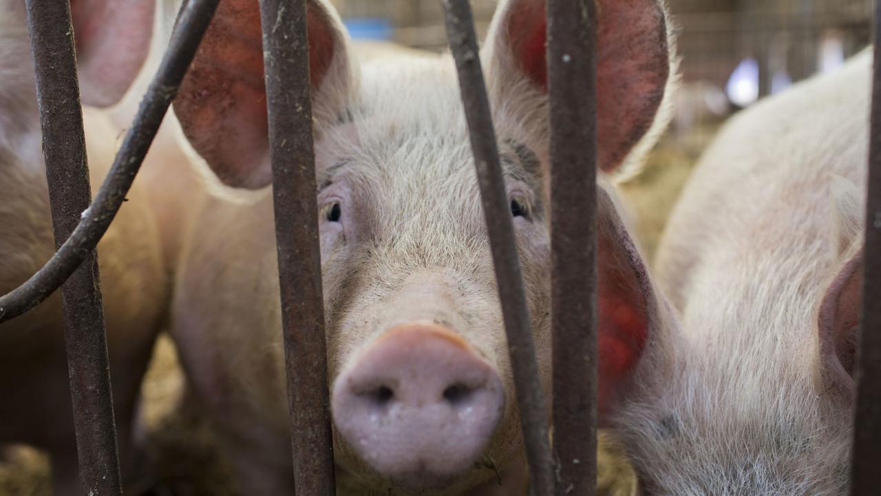 Ein Landschweine schaut in seiner luftigen Stallung auf dem Gut Klepelshagen der Deutschen Wildtierstiftung in Klepelshagen durch Gitterstäbe.