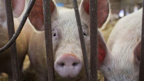 Ein Schwein schaut durch Gitterstäbe