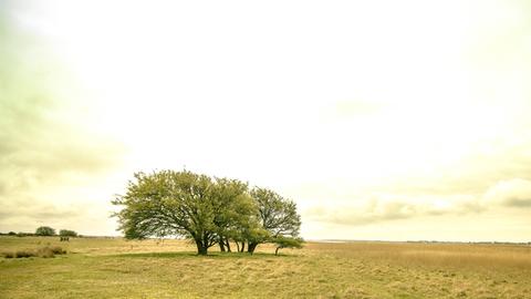 Die Landschaft der Insel Hiddensee in Mecklenburg-Vorpommern.