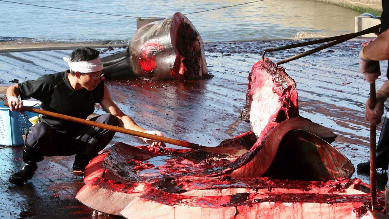 Japanische Fischer schlachten einen zehn Meter langen BAird-Schnabelwal im Hafen von Chiba.
