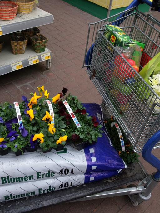Einkaufswagen mit Pflanzen und Blumenerde