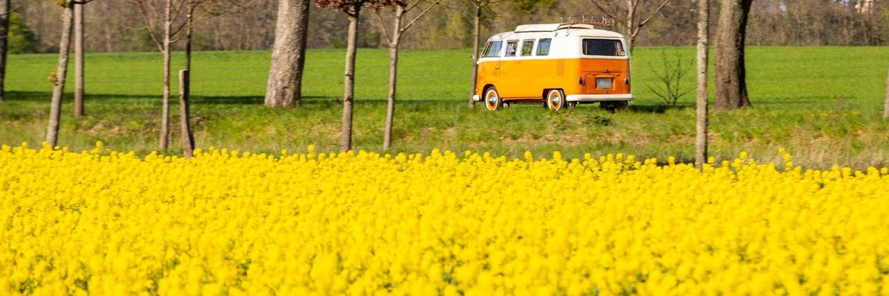 Ein VW-Bus T 2 fährt hinter einem blühenden Rapsfeld vorbei.