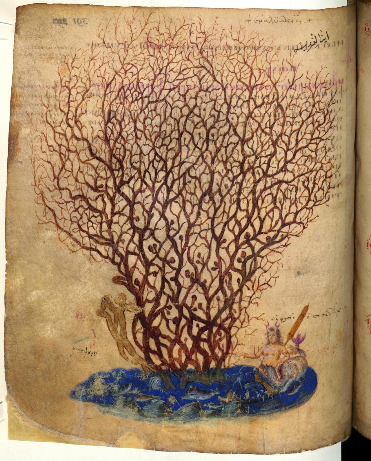 Koralle, Carmen de viribus herbarum (griechisch), Sog. Wiener DioskuridesKonstantinopel, vor 512.