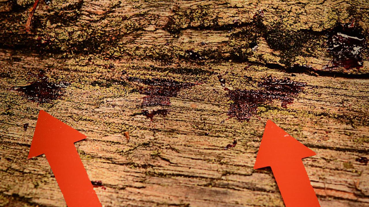 Blutspuren auf Holz in einem Waldstück