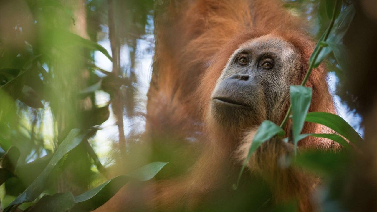 Ein Tier der neu entdeckten Orang-Utan-Art Pongo tapanuliensis hängt in der undatierten Aufnahme auf indonesischen Insel Sumatra in einem Baum. 