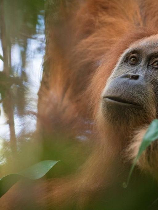 Ein Tier der neu entdeckten Orang-Utan-Art Pongo tapanuliensis hängt in der undatierten Aufnahme auf indonesischen Insel Sumatra in einem Baum.