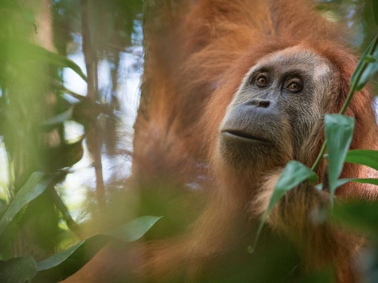 Ein Tier der neu entdeckten Orang-Utan-Art Pongo tapanuliensis hängt in der undatierten Aufnahme auf indonesischen Insel Sumatra in einem Baum.
