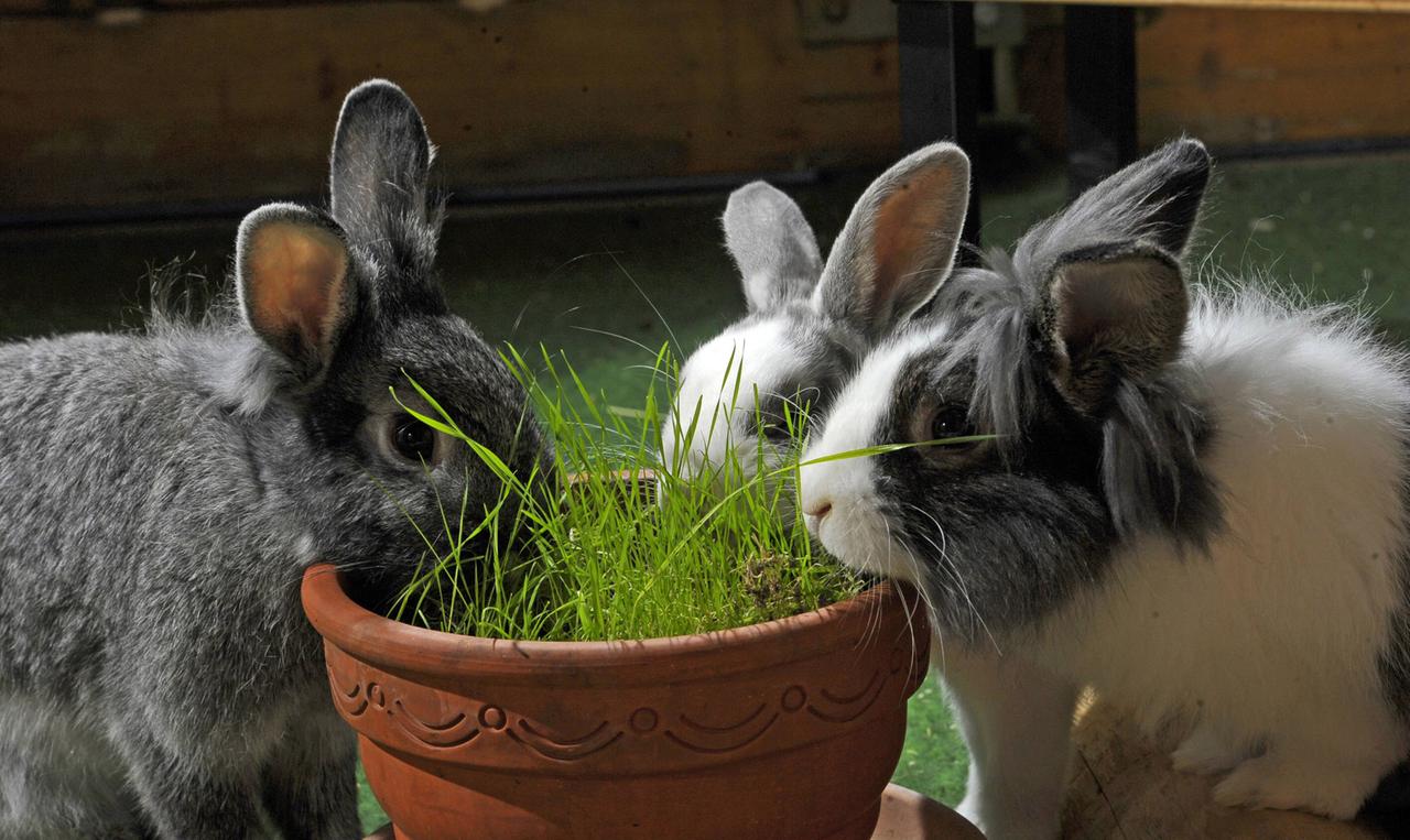 Kaninchen im Aussengehege