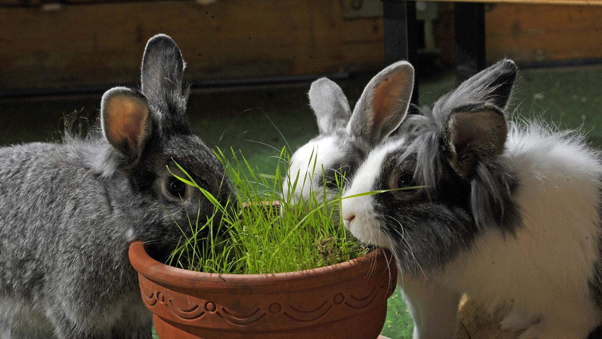 Kaninchen im Aussengehege