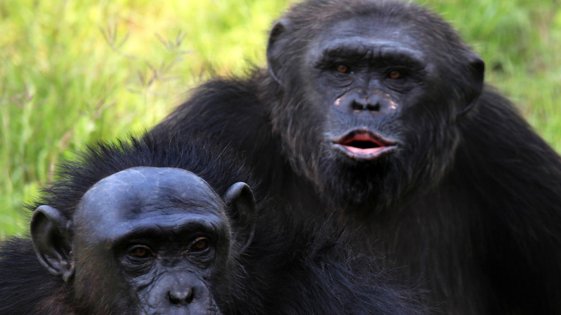 Zwei Bonobo oder Zwergschimpansen (Pan paniscus).