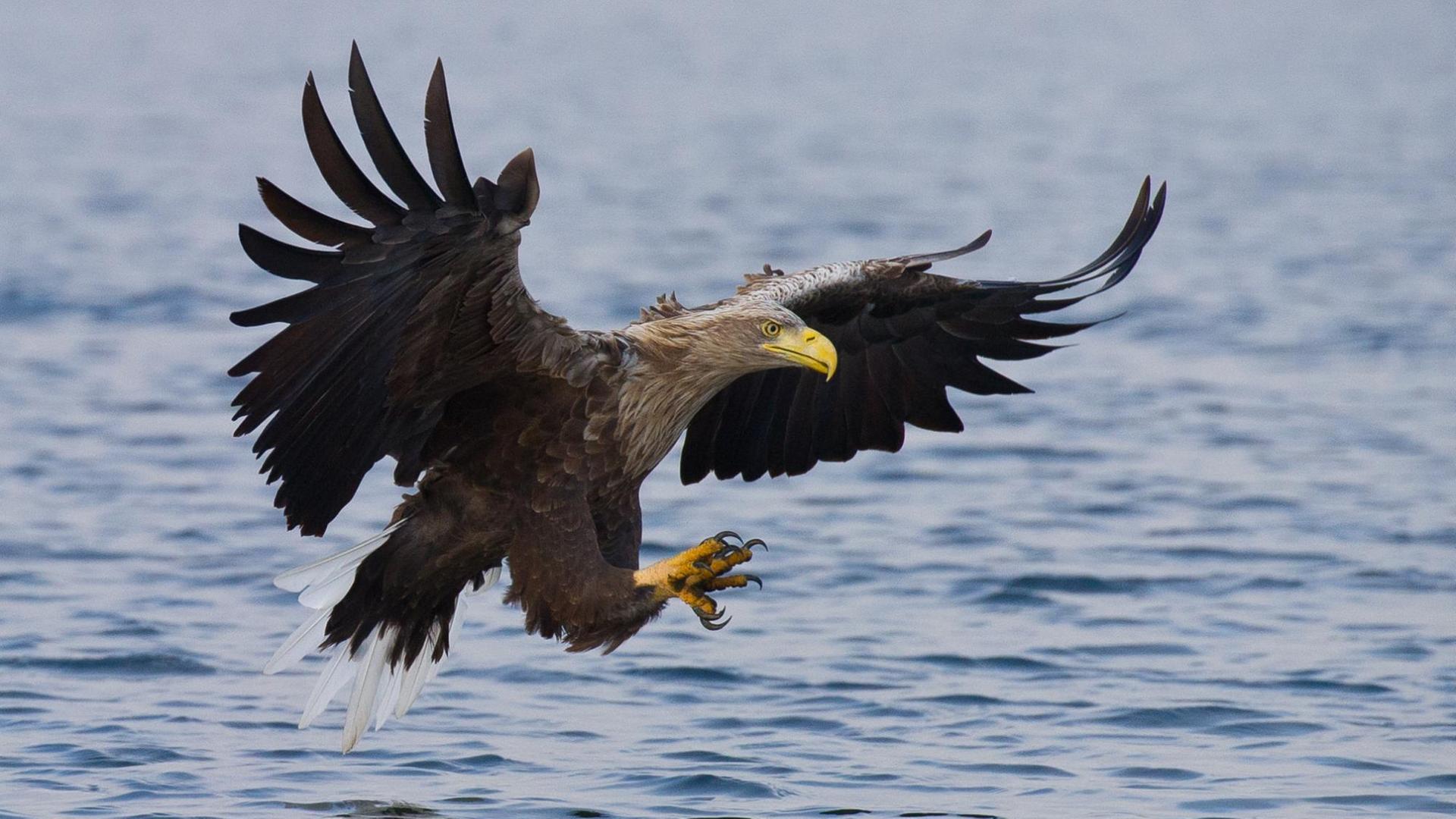 Ein Seeadler (lat. Haliaeetus albicilla) holt sich am 12.10.2012 einen toten Fisch aus dem Wasser des Breiten Luzins, einem See im Naturpark «Feldberger Seenlandschaft» in Feldberg (Mecklenburg-Vorpommern).