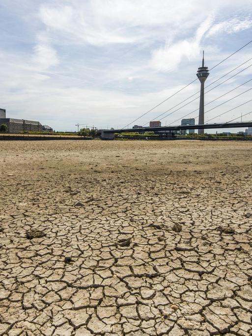 Eine Folge des Klimawandels? Extremes Niedrigwasser des Rheins bei Düsseldorf