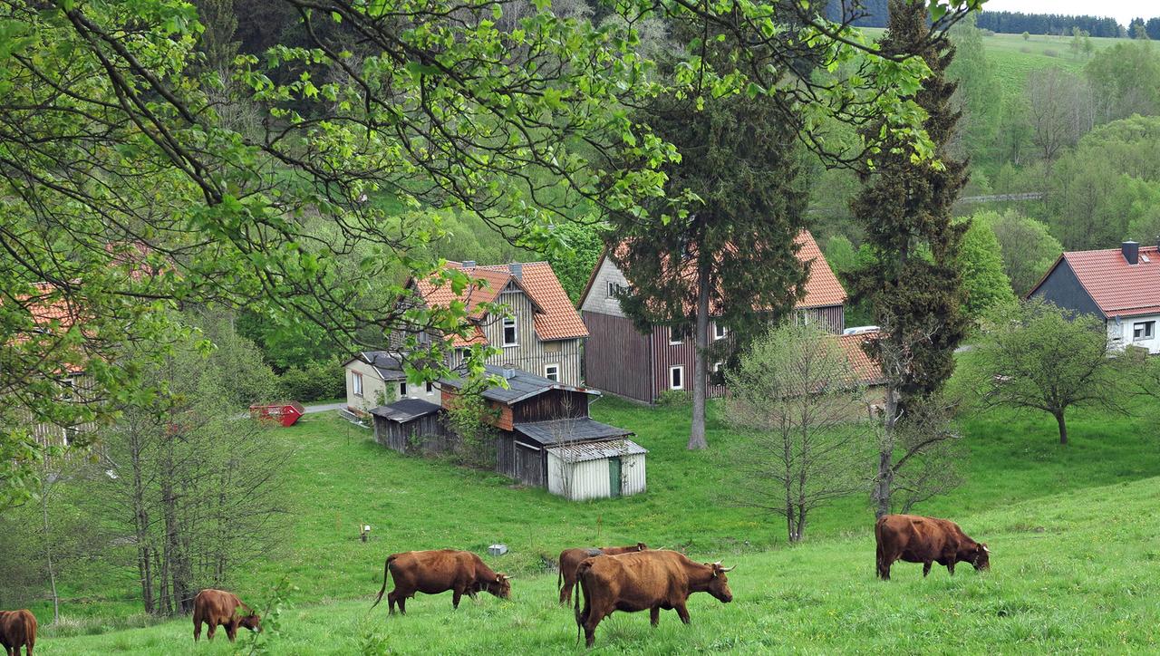 Rinder auf einer Wiese am Ort Sorge im Harz, der in unmittelbarer Nähe der innerdeutschen Grenze und damit bis Anfang 1990 im militärischen Sperrgebiet lag.