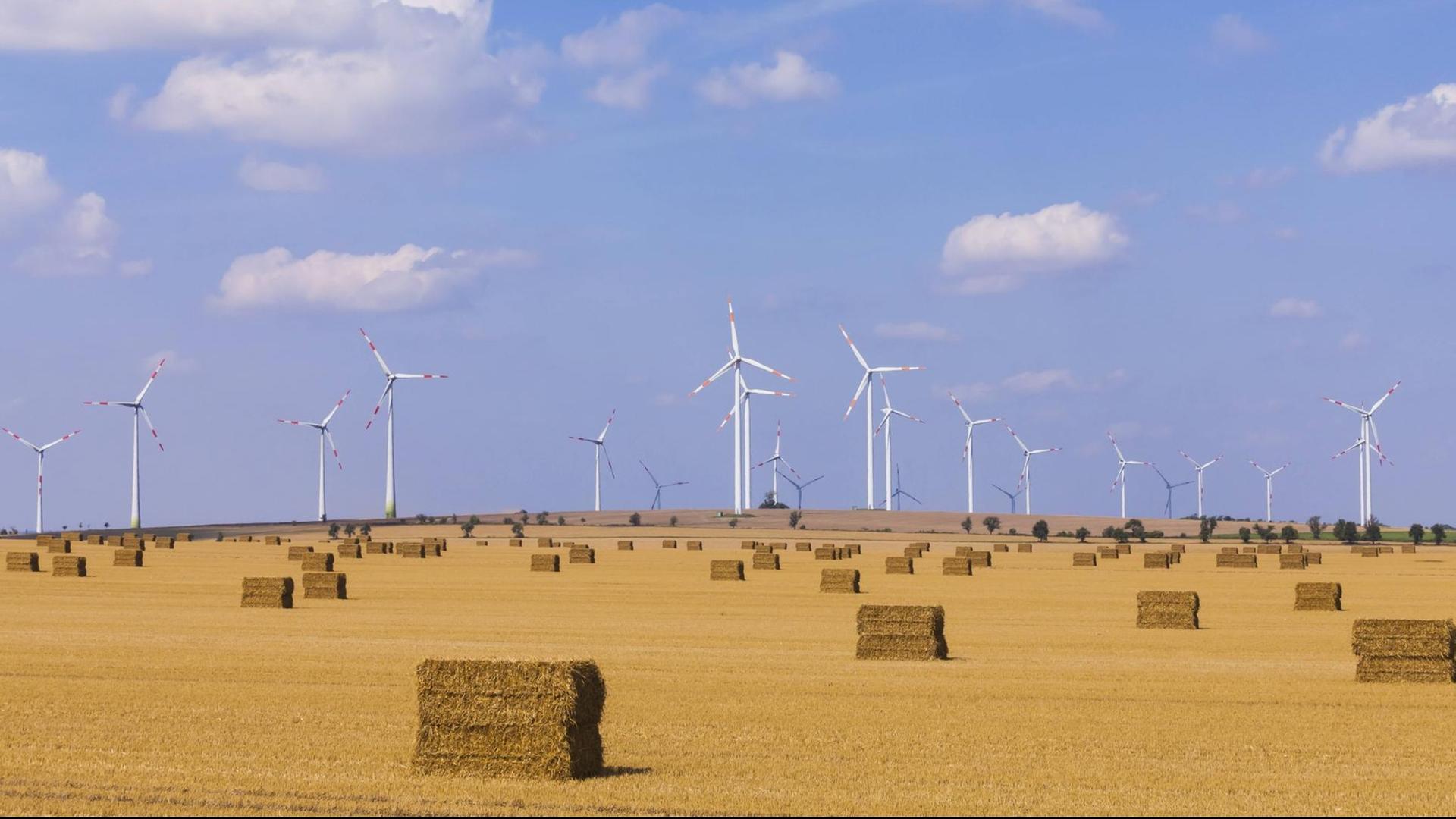 Ein Feld in Sachsen-Anhalt nach der Ernte. Im Hintergrund stehen Windräder.