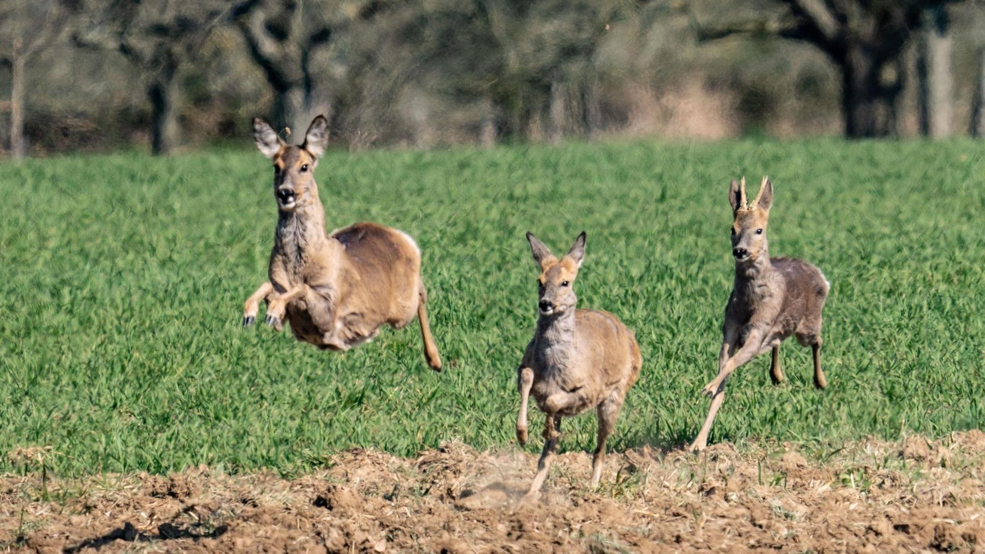 04.04.2020, Hessen, Frankfurt/Main: Drei Rehe flüchten auf einem Feld im Stadtteil Bergen vor einem freilaufenden Hund. Foto: Frank Rumpenhorst/dpa | Verwendung weltweit 04.04.2020, Hessen, Frankfurt/Main: Drei Rehe flüchten auf einem Feld im Stadtteil Bergen vor einem freilaufenden Hund. Foto: Frank Rumpenhorst/dpa | Verwendung weltweit