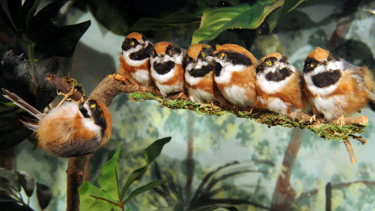 Ausstellung zum Tropischen Regenwald: Präparierte tropische Vögel im