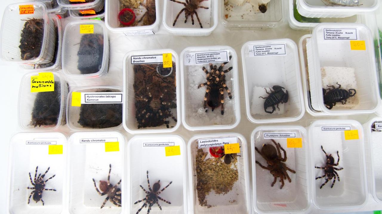 Vogelspinnen in Plastikdosen auf einer Terrarienbörse.