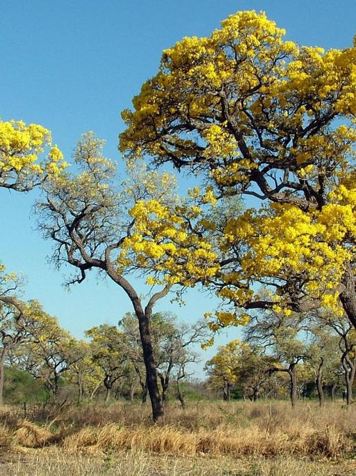 Partodobäume (Tabebuia caraiba) stehen auf trockenem Gras in Gran Chaco in Paraguay.
