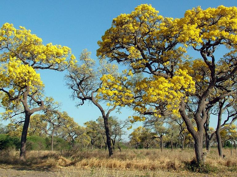 Partodobäume (Tabebuia caraiba) stehen auf trockenem Gras in Gran Chaco in Paraguay.