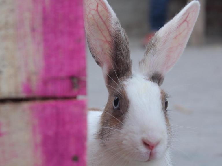 Ein Kaninchen schaut mit großen Augen um eine Ecke.