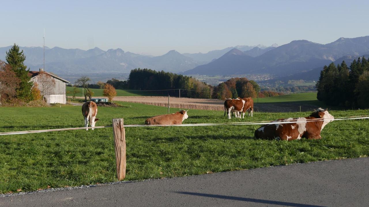Kühe weiden auf einer Wiese. Irschenberg mit Gipfelblick (Inntal)