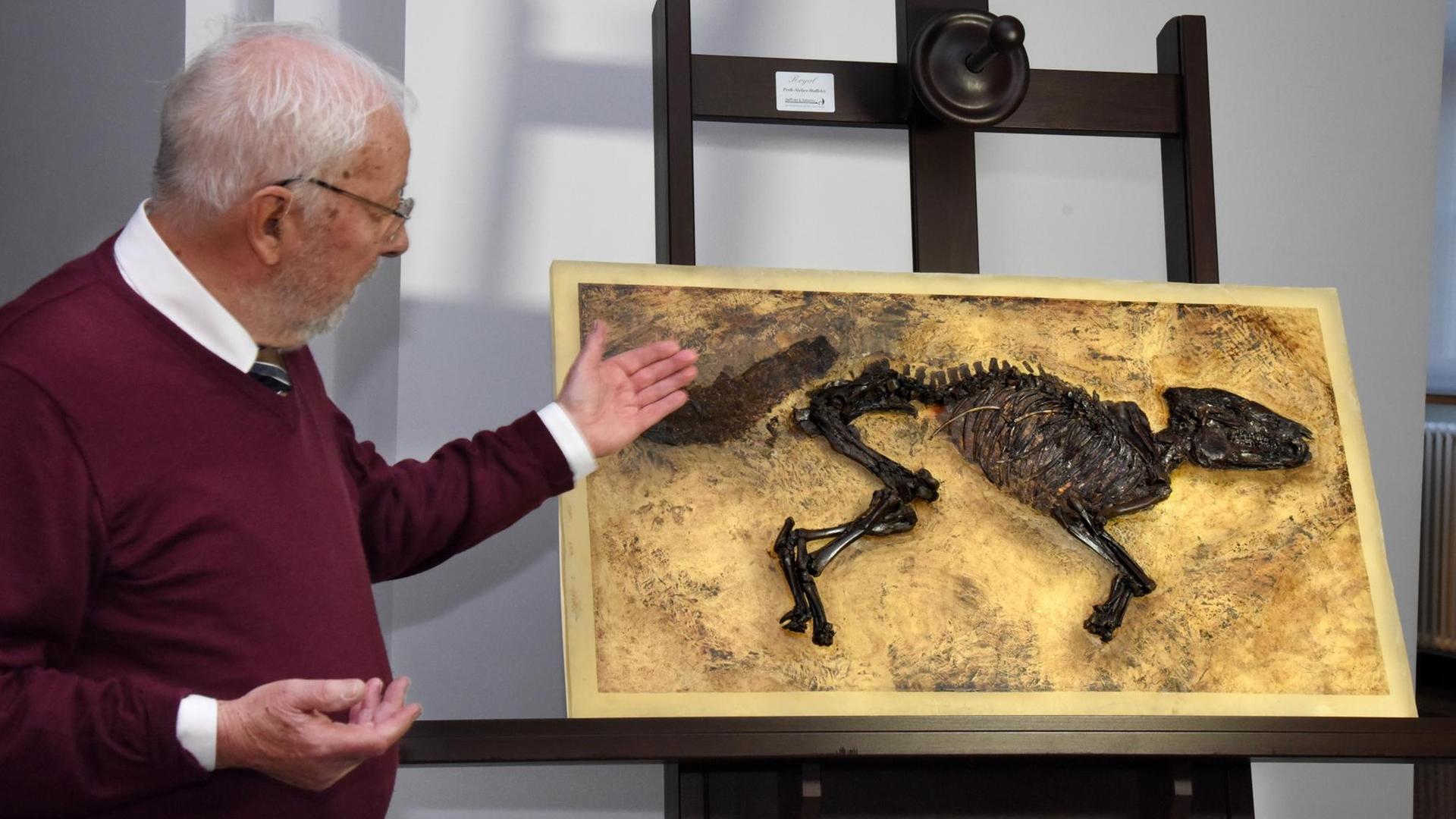 Urpferdexperte Jens Lorenz Franzen vom Hessisches Landesmuseum in Darmstadt (Hessen) zeigt ein bereits fertig präpariertes Urpferdchen aus der Grube Messel, welches dort 2015 entdeckt worden war.
