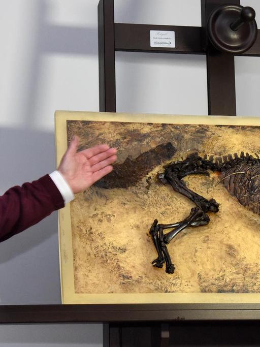 Urpferdexperte Jens Lorenz Franzen vom Hessisches Landesmuseum in Darmstadt (Hessen) zeigt ein bereits fertig präpariertes Urpferdchen aus der Grube Messel, welches dort 2015 entdeckt worden war.
