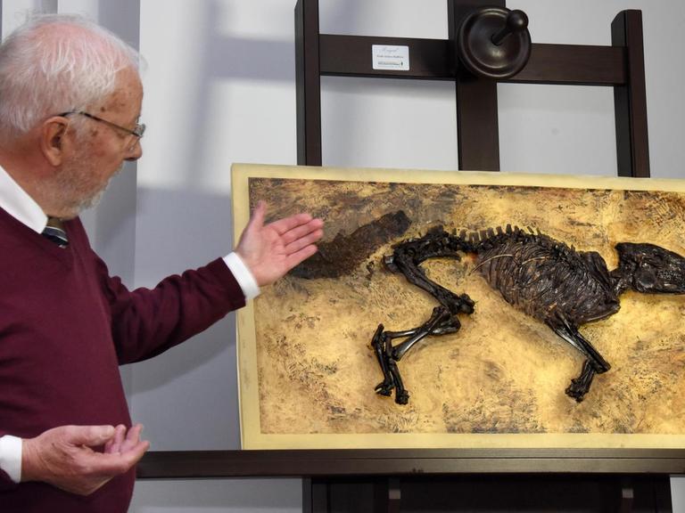 Urpferdexperte Jens Lorenz Franzen vom Hessisches Landesmuseum in Darmstadt (Hessen) zeigt ein bereits fertig präpariertes Urpferdchen aus der Grube Messel, welches dort 2015 entdeckt worden war.