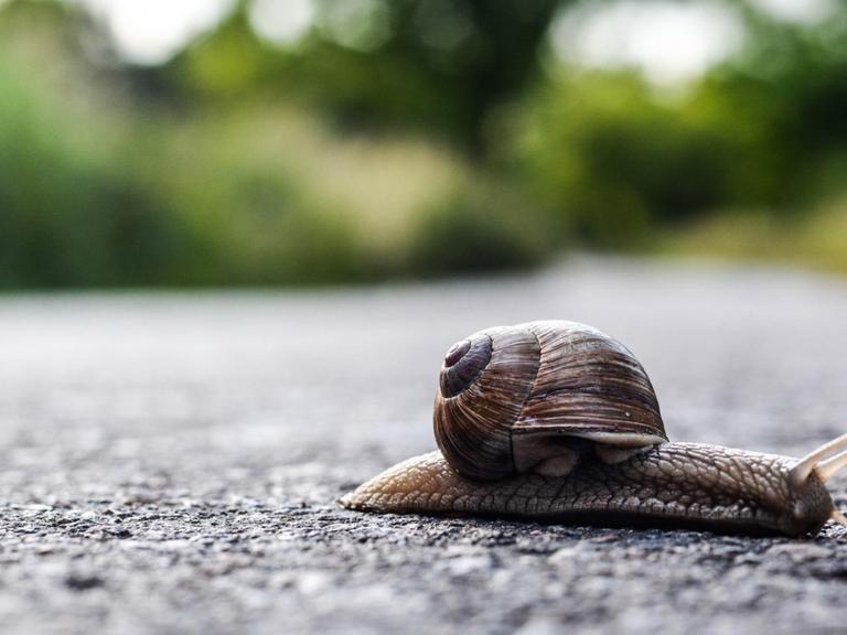 Makroaufnahme einer Schnecke, die über Asphalt kriecht.