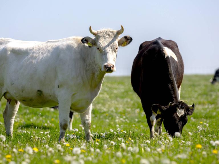 Grasende Kühe stehen in Brandenburg auf einer Weide.