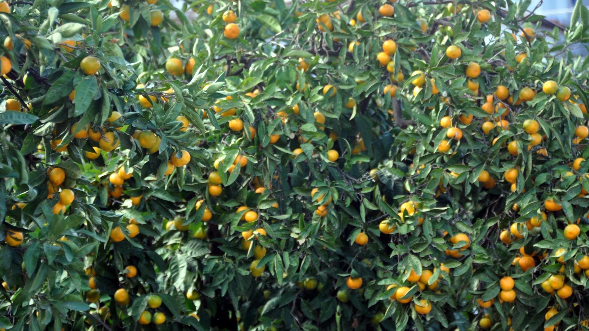 Ein Mandarinenbaum mit vielen Früchten in dem touristischen Vorzeigedorf Sirince bei Selcuk.