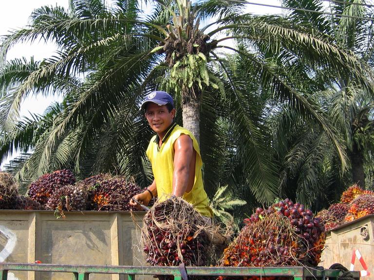 Ein Arbeiter auf einer Ölpalm-Plantage südlich von Quepos in Costa Rica (Provinz Puntarenas) beim Verladen von geernteten Früchten der Ölpalmen von einem Karren auf einen Lastwagen zum Abtransport in die Ölmühle.