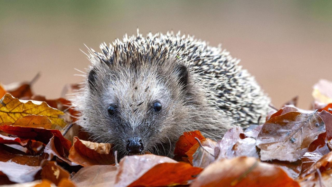 Ein Igel sitzt im Laub.