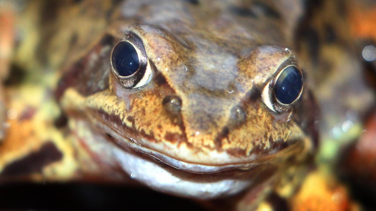 Ein Grasfrosch sitzt am 15.03.2014 bei Petersthal (Bayern) auf einem Waldboden. Im März beginnt die Zeit der Krötenwanderung. Die Tiere machen sich auf den Weg zu ihren Laichplätzen.