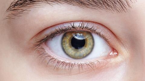Das menschliche Auge