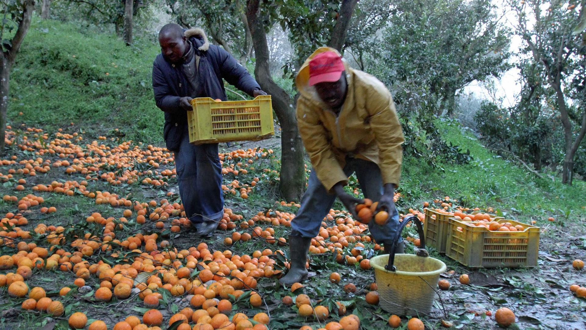 Afrikanische Einwanderer ernten Orangen in Rosarno, Kalabrien.
