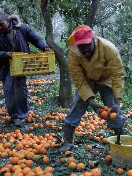 Afrikanische Einwanderer ernten Orangen in Rosarno, Kalabrien.