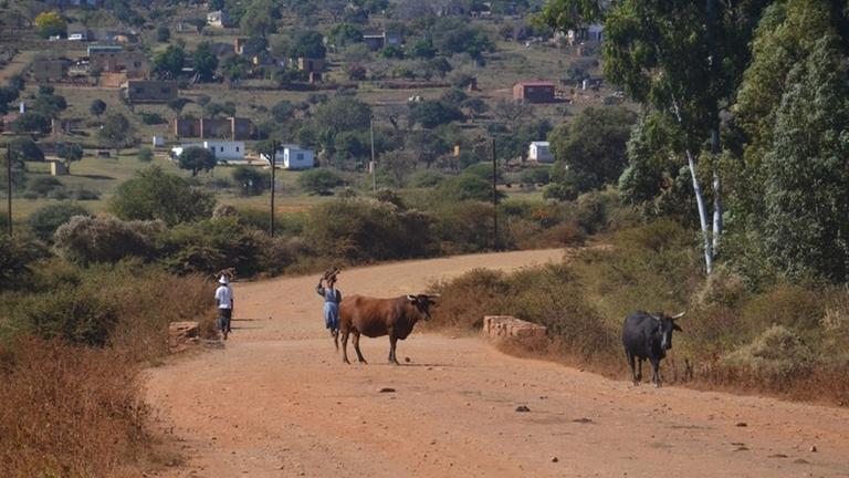 Eine Piste in Piste in Kgautswane auf der Kühe stehen.