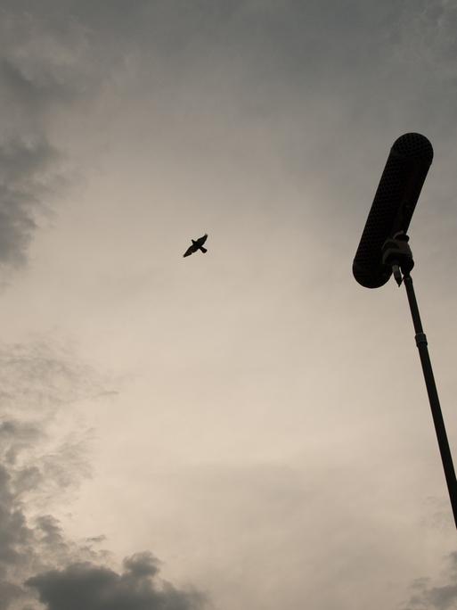 Ein Mikrofon an einer Stange in Richtung eines fliegenden Vogels gehalten. Der Himmel ist mit grauen Wolken verhangen.