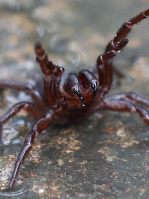 Das Foto zeigt eine Trichternetzspinne.