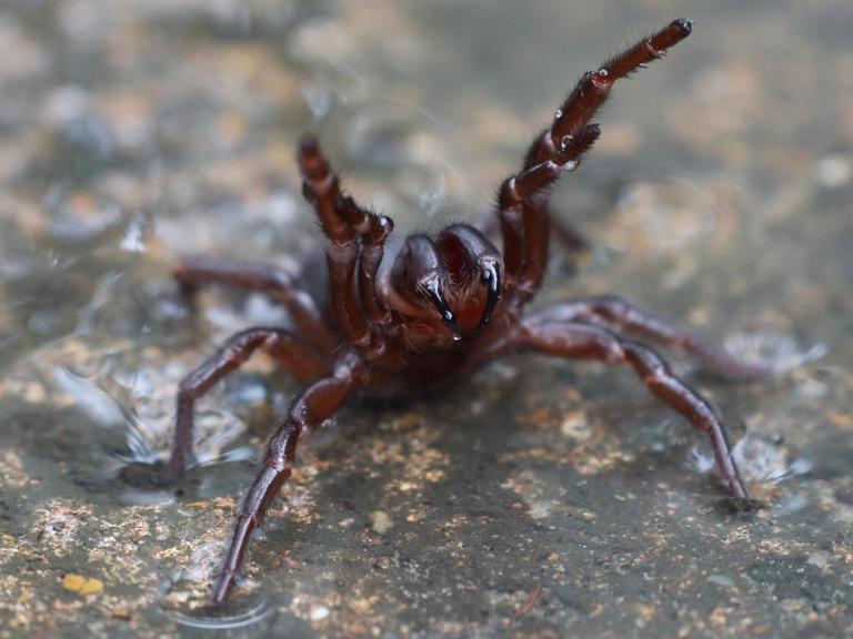 Das Foto zeigt eine Trichternetzspinne.