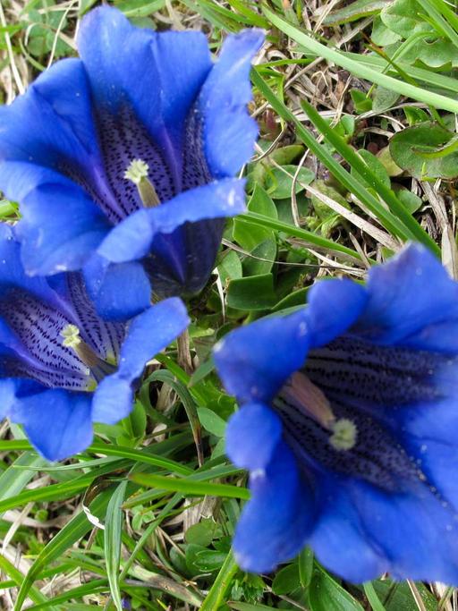 Die Blaue Blume gilt seit der Romantik als Symbol für Poesie. 