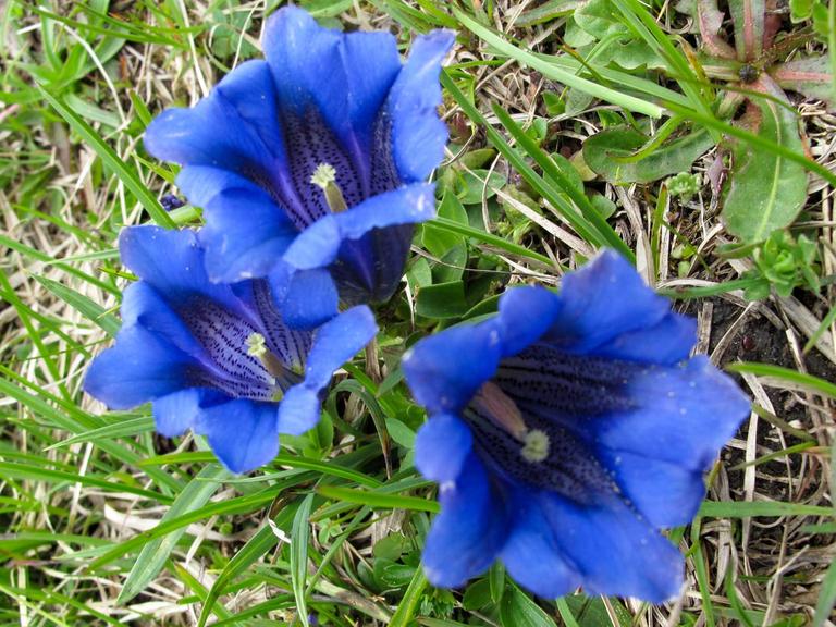Die Blaue Blume gilt seit der Romantik als Symbol für Poesie. 