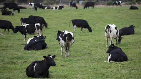 Kühe stehen und liegen in der Nähe von Invercargill in Neuseeland auf einer Wiese.
