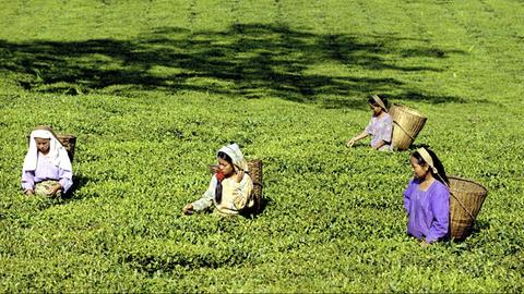 Frauen pflücken Teeblätter auf einer Teeplantage in Darjeeling im indischen Bundesstaat West-Bengalen.