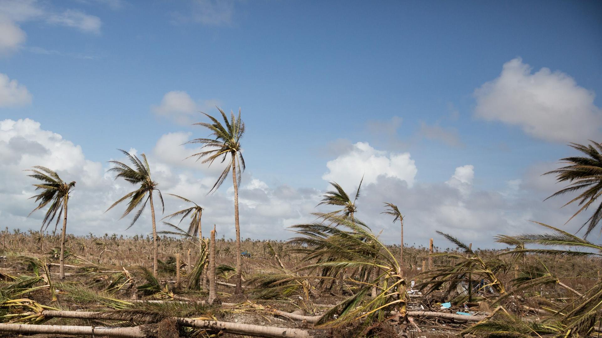 Umgeknickte Bäume: Zerstörung auf den Philippinen nach dem Taifun Haiyan.