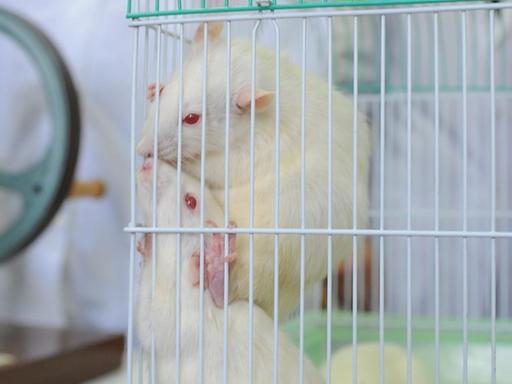 Mehrere Laborratten sitzen in einem Käfig in einem Tierversuchslabor. Zwei Ratten klettern am Gitter des Käfigs hoch. Im Hintergrund sind zwei Menschen in weißen Kitteln zu sehen.