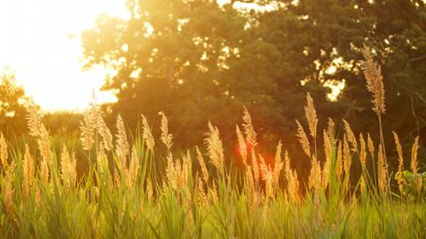 Die Sonne lässt eine Grünfläche golden erstrahlen.