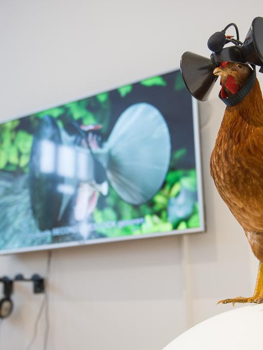 Eine Mitarbeiterin des Museums für Kunst und Gewerbe betrachtet in der Ausstellung "Food Revolution 5.0 - Gestaltung für die Gesellschaft von morgen" ein Video des Künstlers Austin Stewart, das die Funktionsweise einer 3D-Brille bei Hühnern erläutert. Im Vordergrund ist das Modell eines Huhns zu sehen, das eine 3D-Brille trägt. Die Ausstellung beschäftigt sich mit der Bedeutung von Essen in unserer Gesellschaft.